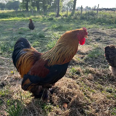 بيت ضيافة Au Normand